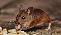 24 Hour & Emergency Exterminators in Rnch De Taos, NM